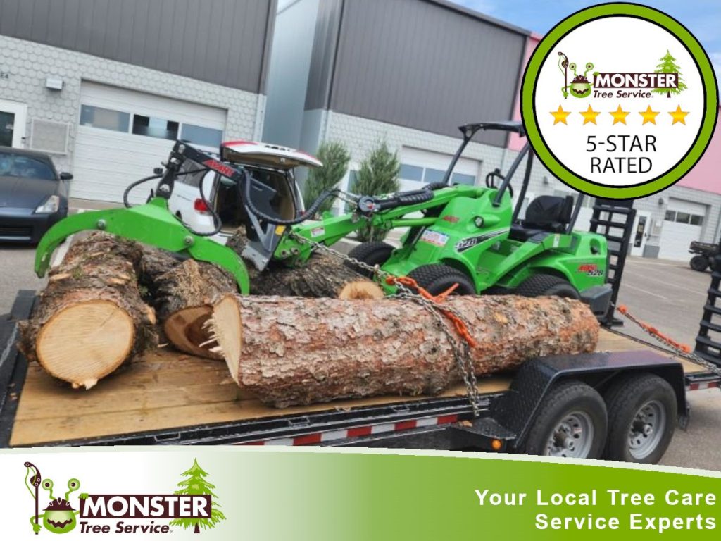 Why Should You Consider Tree Trimming?