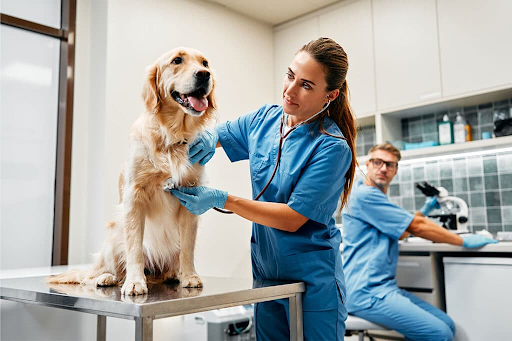 Top Services to Keeping Your Pets Healthy and Happy