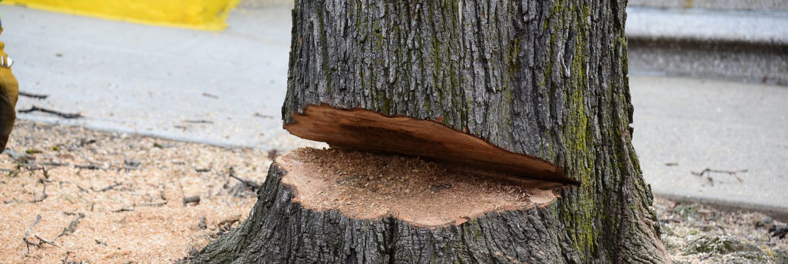 Beyond the Cut: What Comes After Tree Removal in Albany, NY