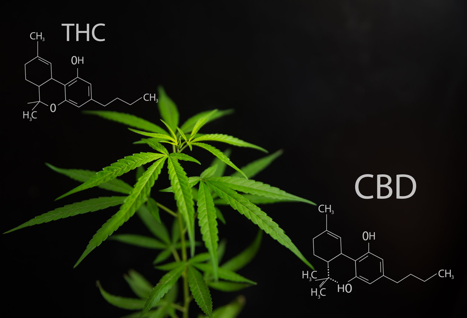 The Science of THC and CBD in Cannabis