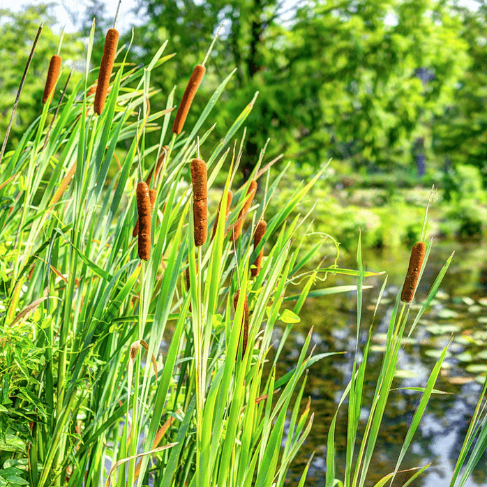 Buy Pond Plants Online and Transform Your Pond Naturally