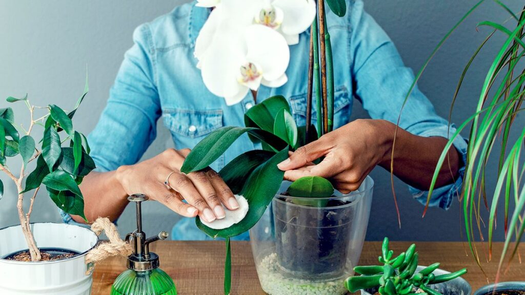 How to Clean Fake Orchids Without Damaging Them